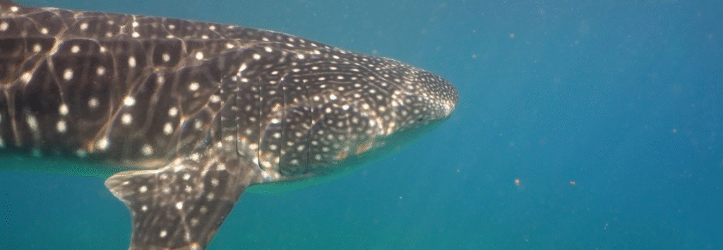 Swim With Whale Sharks