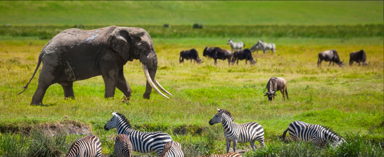 Tanzanai Rare Safari Animals