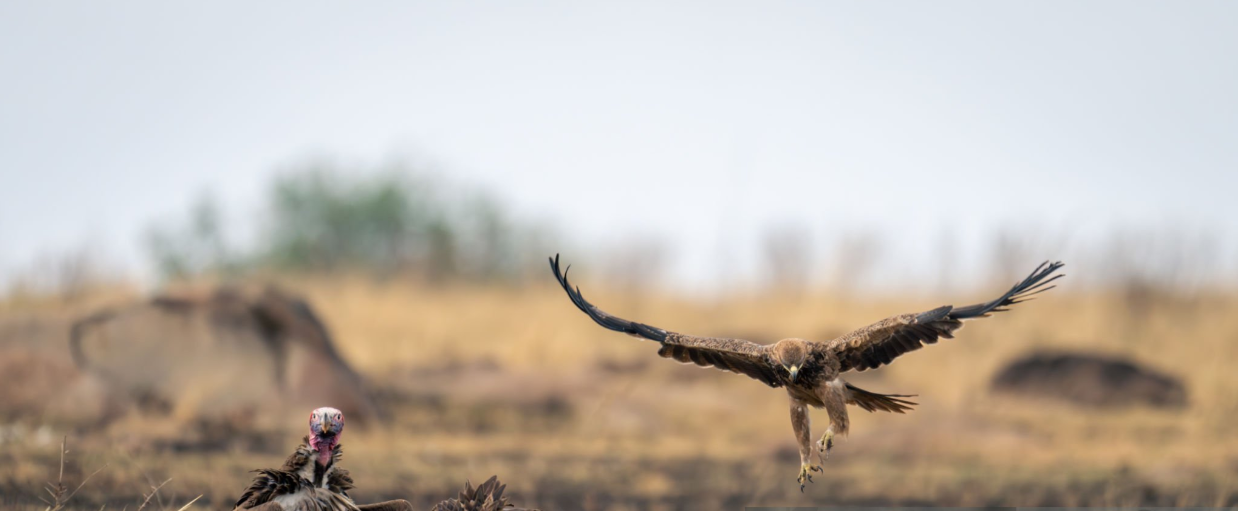 Tanzania Safari Birds