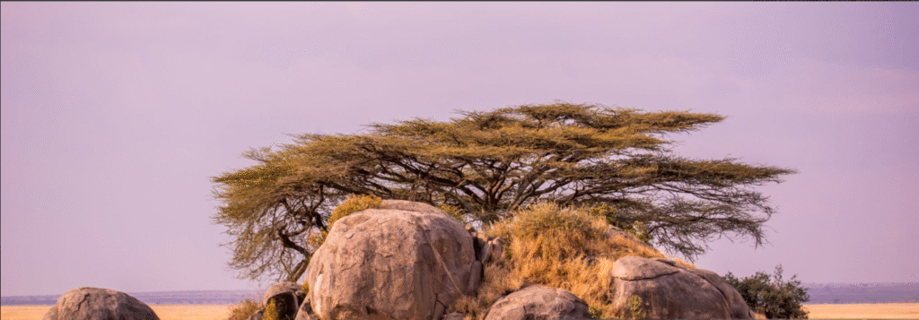 Tanzania Safari Gems