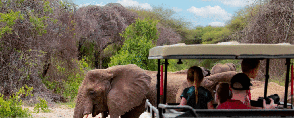 Tanzania Safari Must Visit