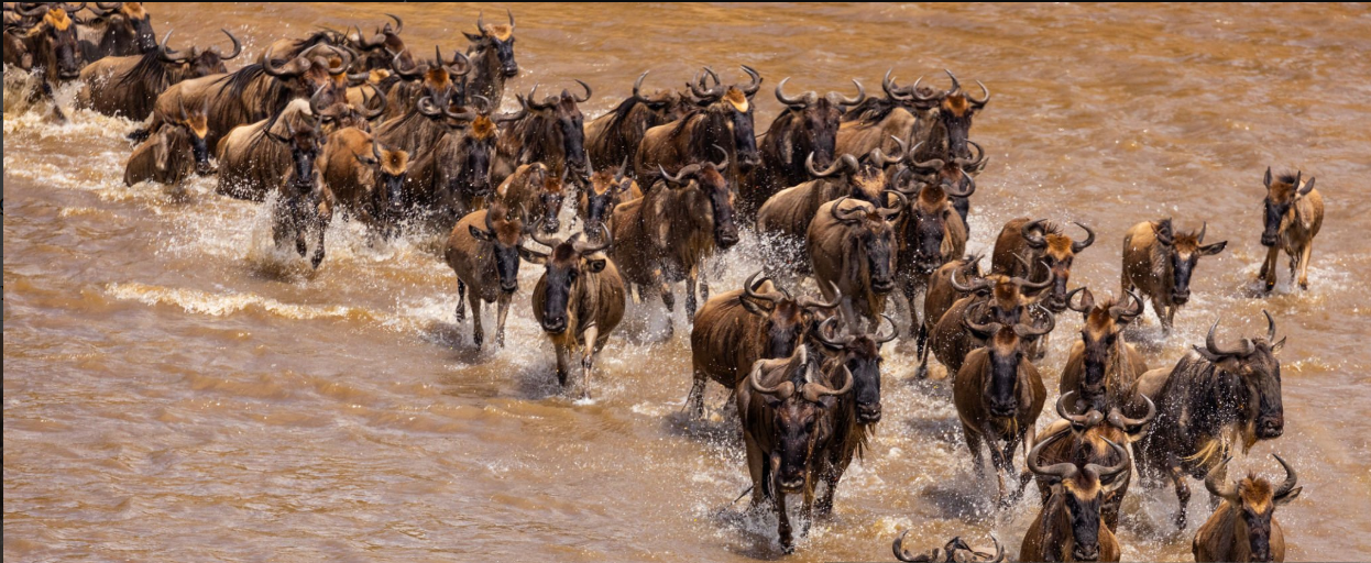 The Wildebeast Migration In Tanzania