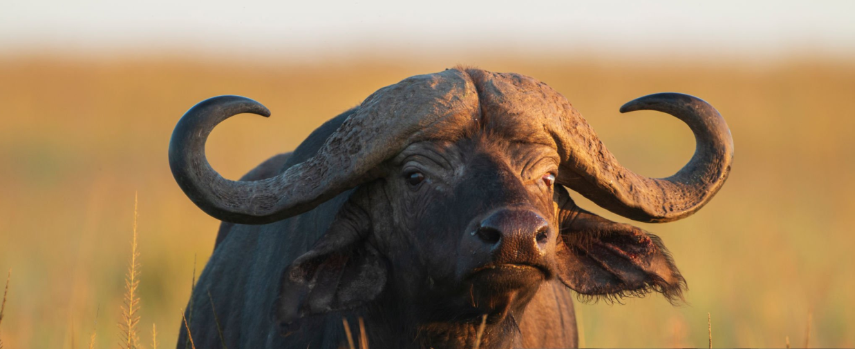 Top Big Five In Tanzania