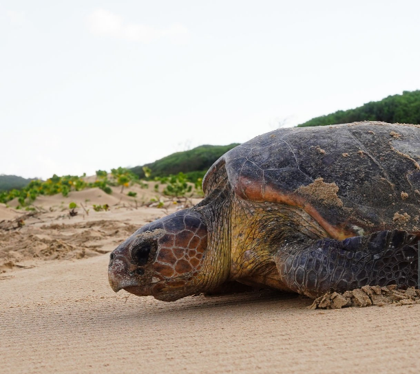 Turtles In Mozambique