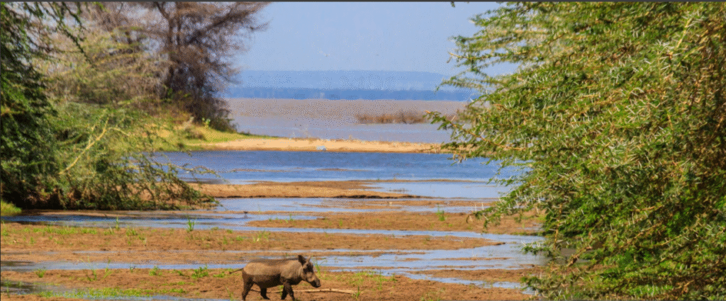 Visit Selous Now