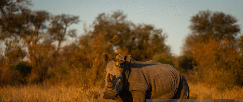 Why Should Mozambique For Safari