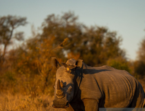 Why Should Mozambique Be Your Next Trip?