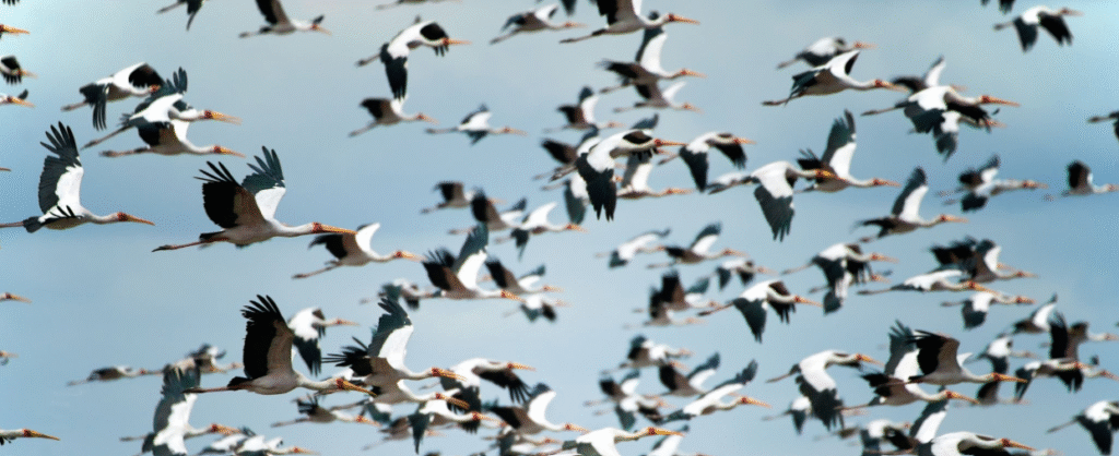 Birdwatching In Tanzania