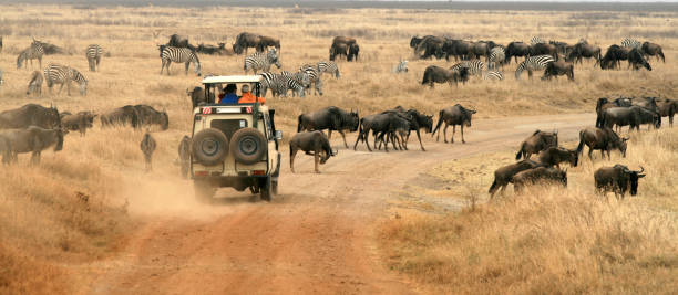 Tanzania Safari  Cancellation