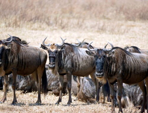 Are there guided bike tours in Serengeti?