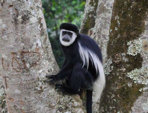 Can I see colobus monkeys in Arusha NP?