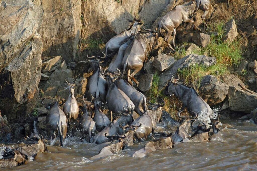 Masai Mara River Crossings