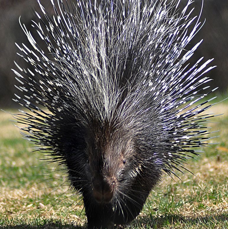 Porcupines