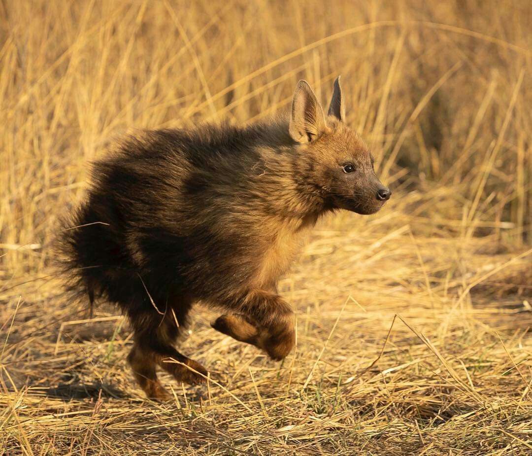 Aardwolves