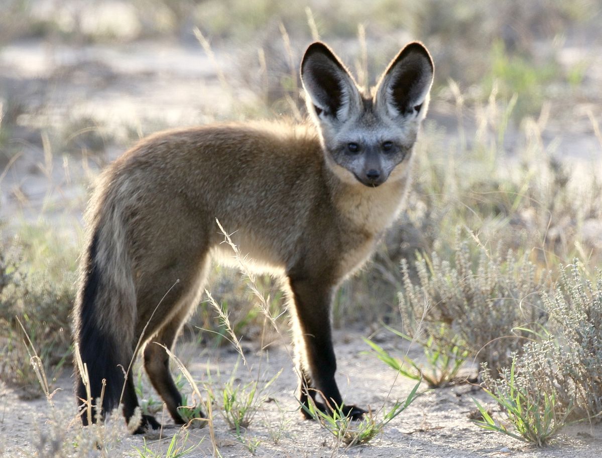 Bat Eared Foxes