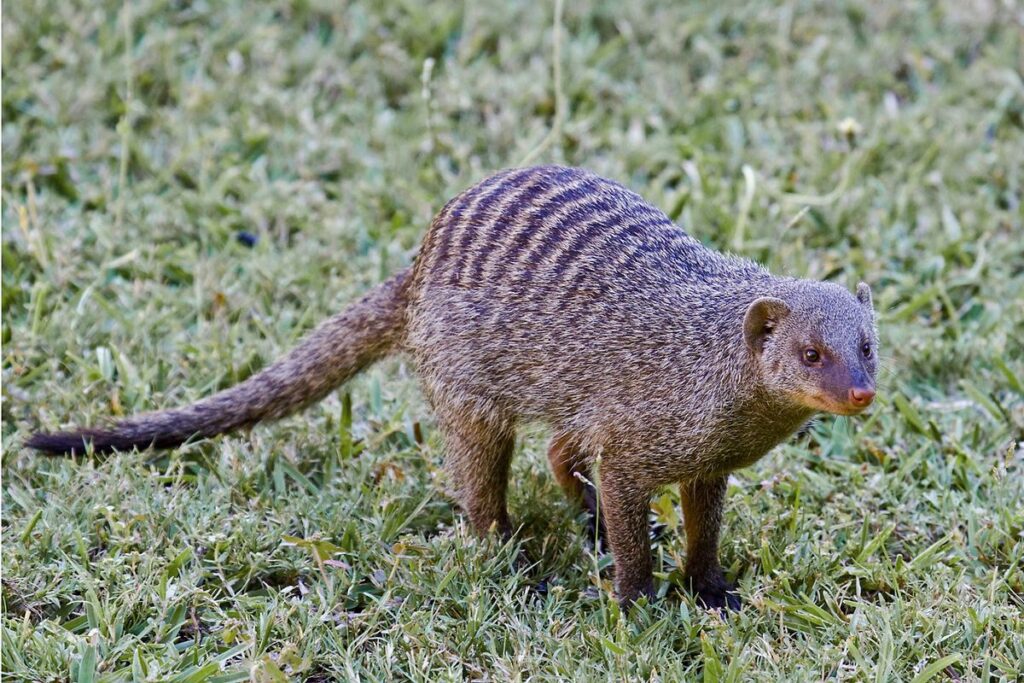 Best Park For Mongoose