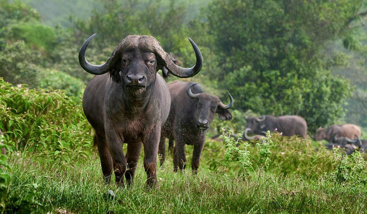 Buffalo Herd