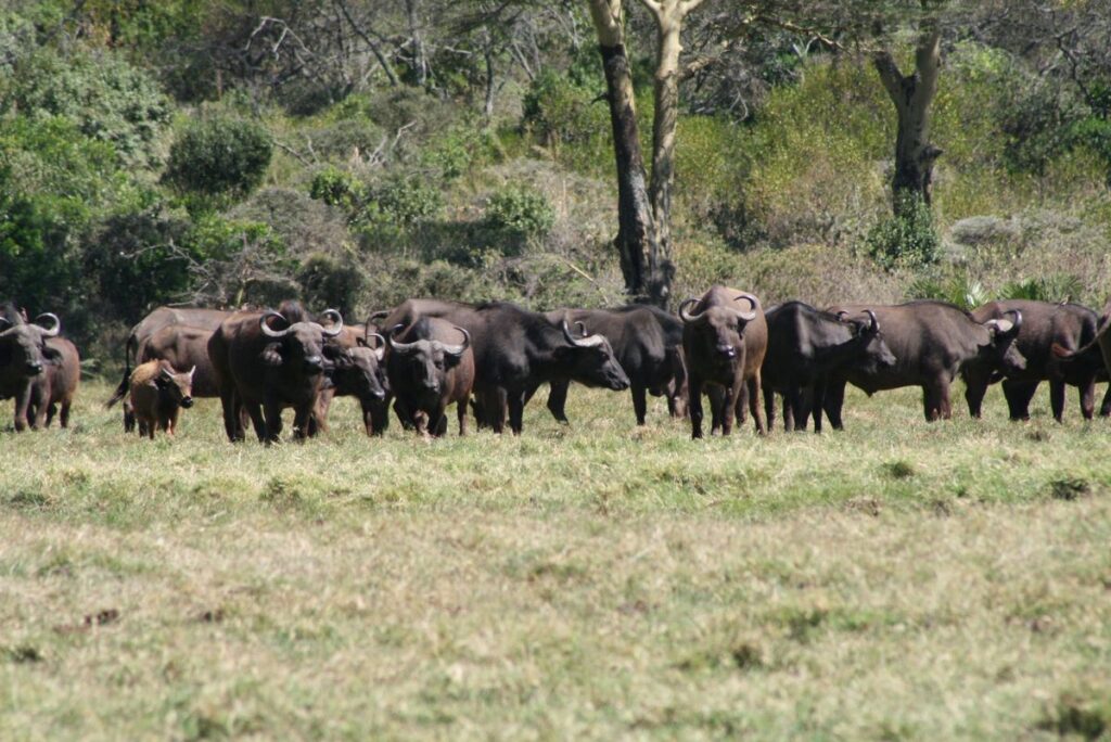 Buffalo Herds