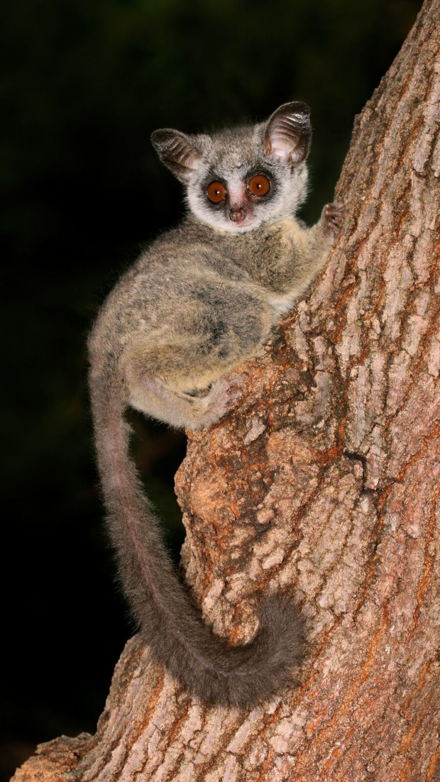 Bushbabies