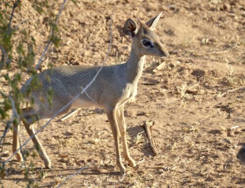 Can I see dik-diks in Selous?