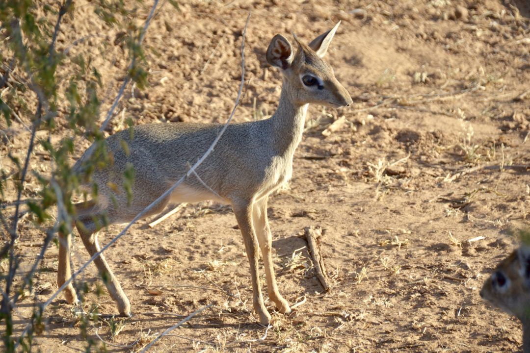 Dik Diks