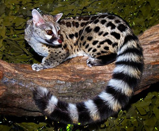 Genet