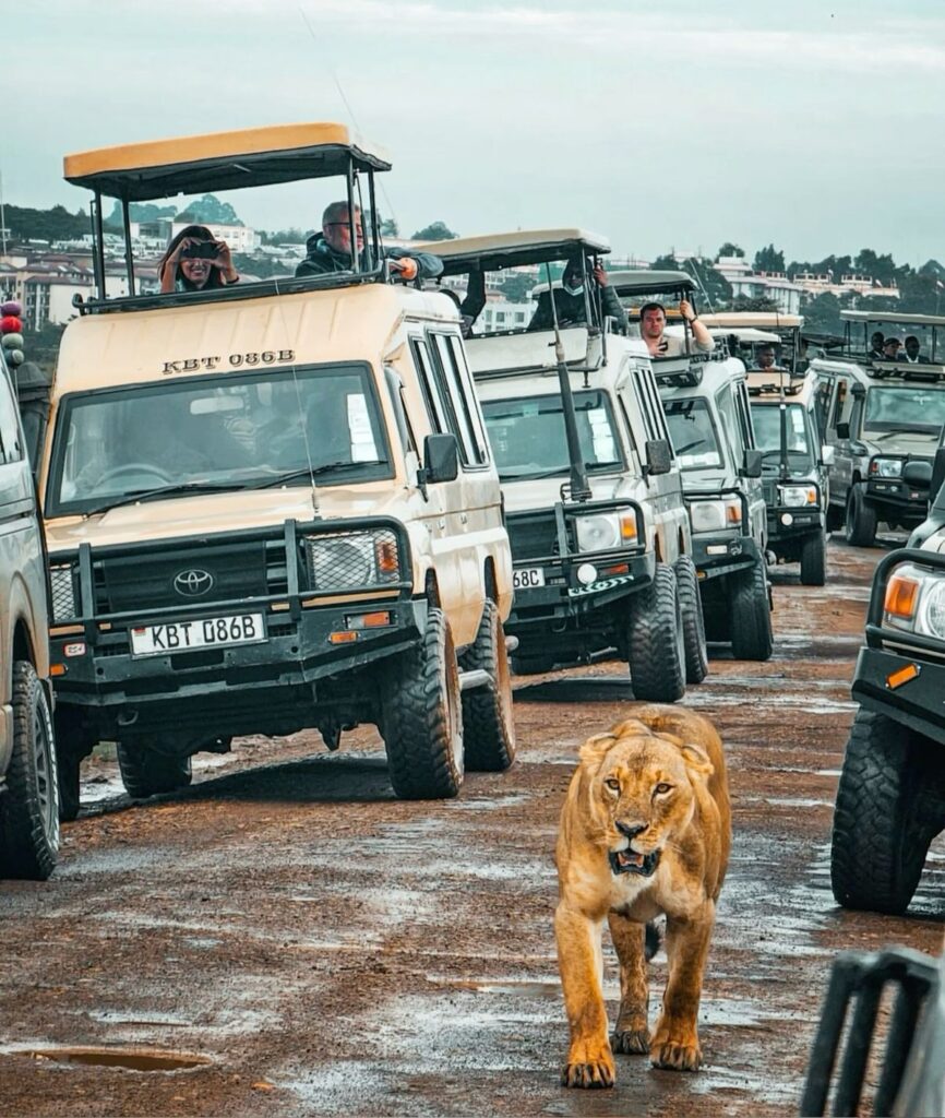 Group Safari