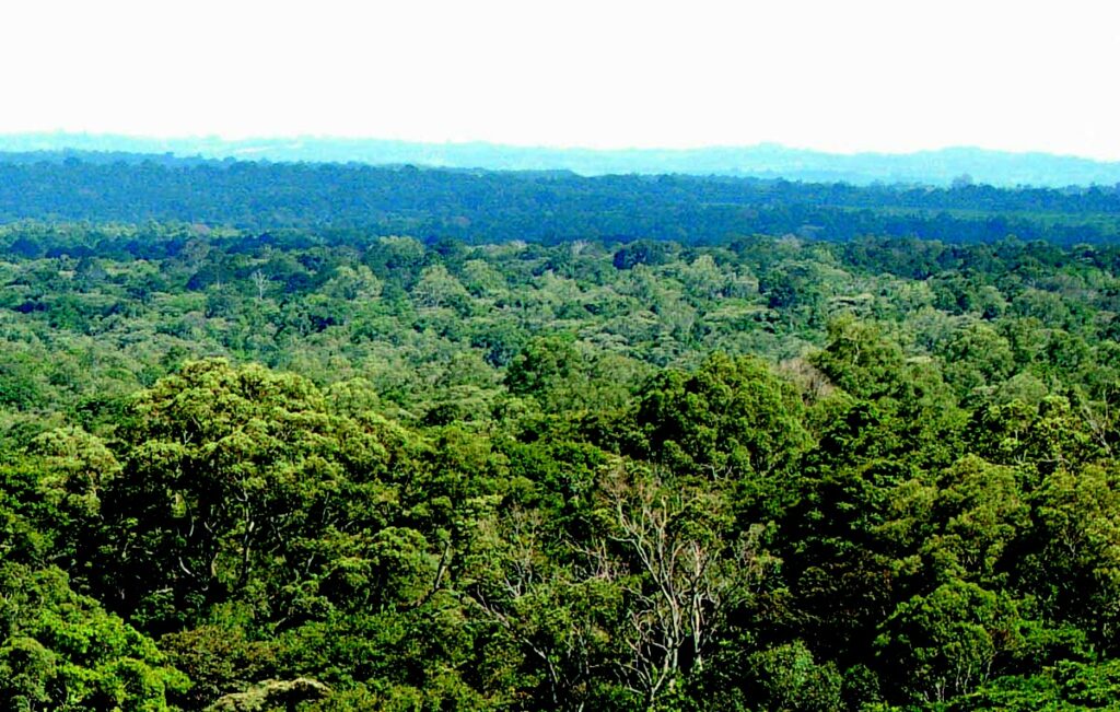 Guided Forest Walks In Kakamega