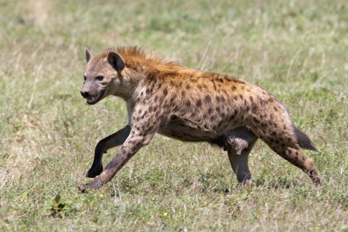Hyena