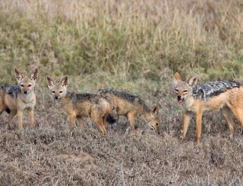 Can I see jackals in Serengeti?