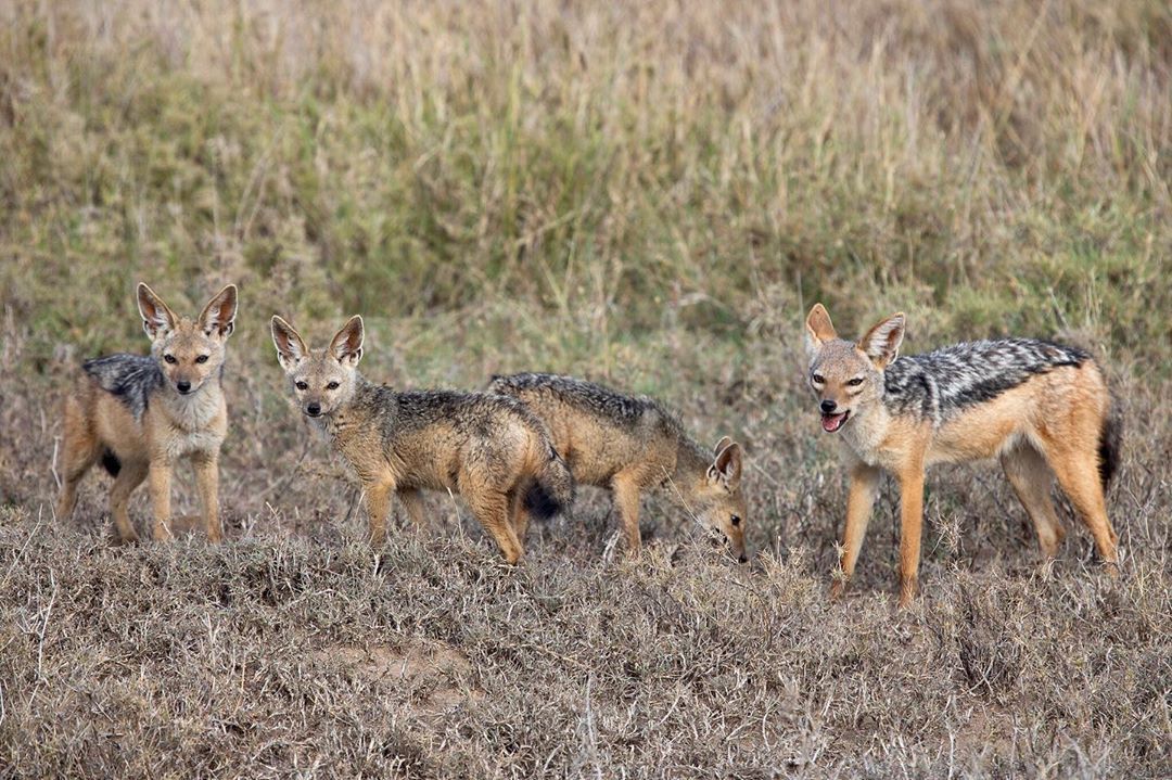 Jackals Serengeti