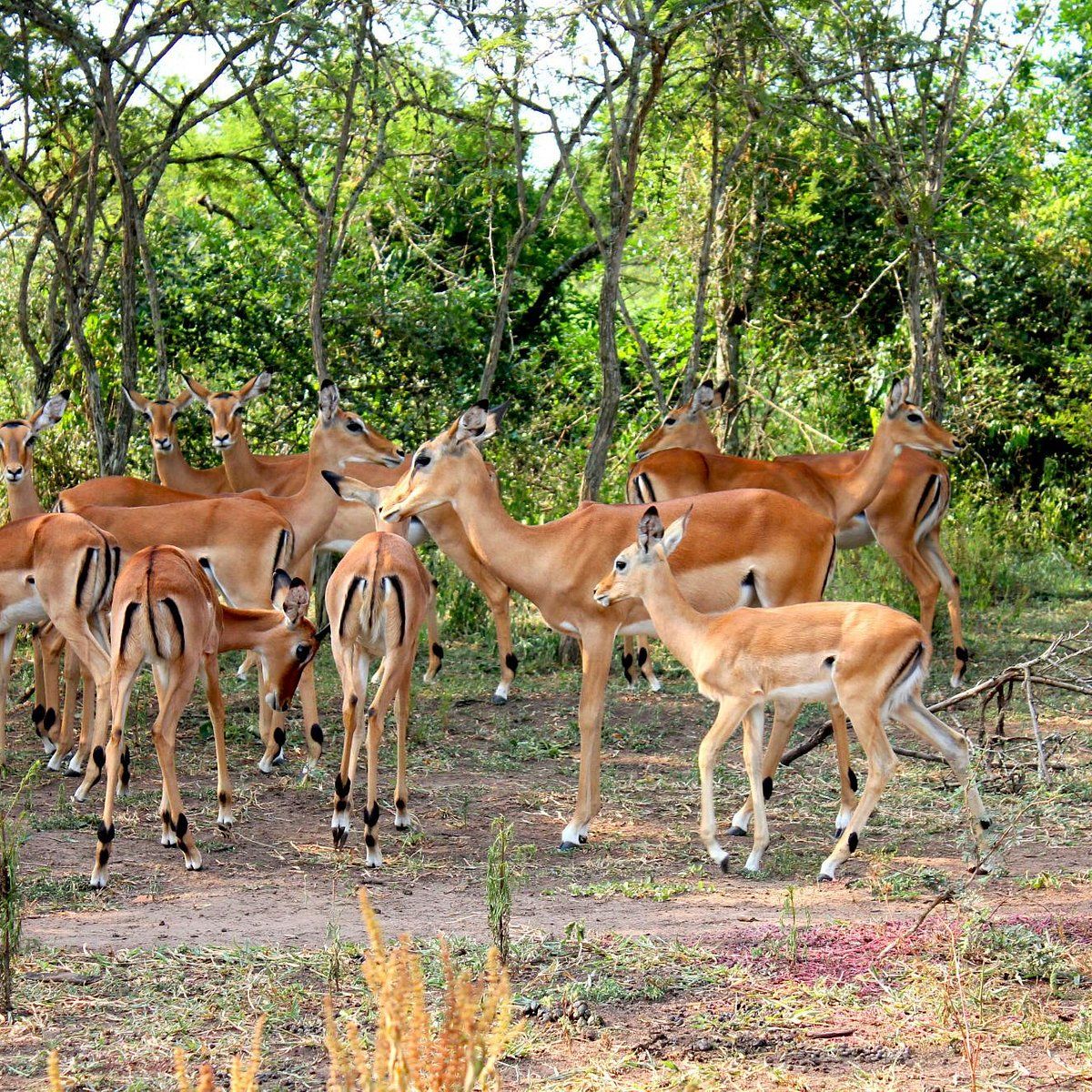 Lake Mburo