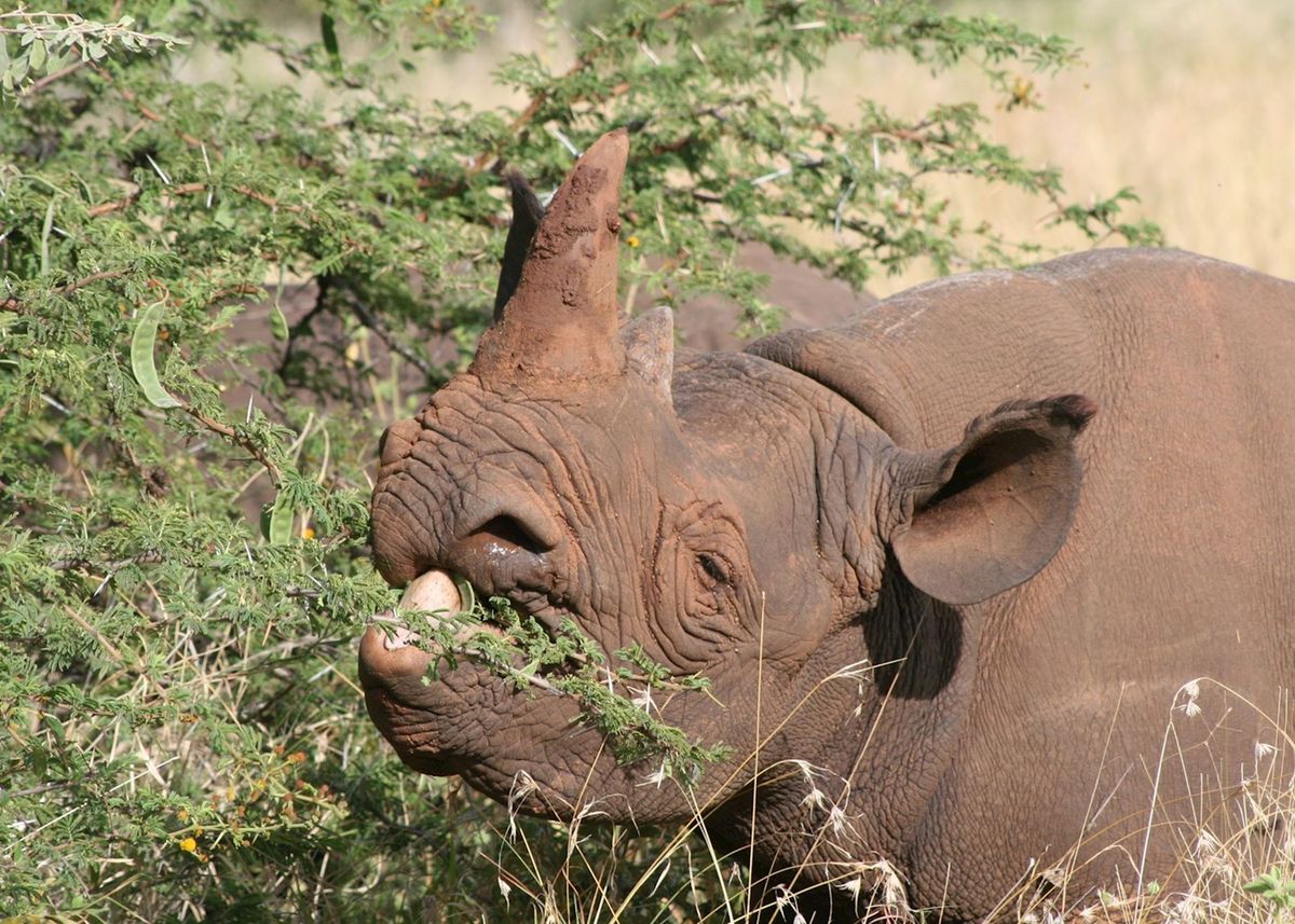Lewa Wildlife Conservancy Kenya
