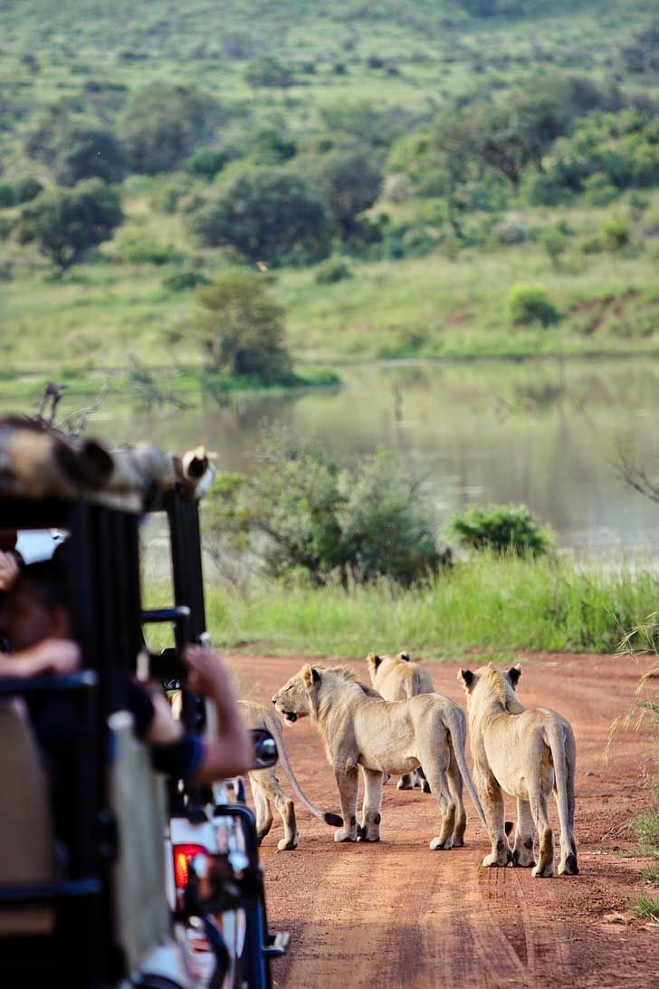 Lions Spotted On Game Drive