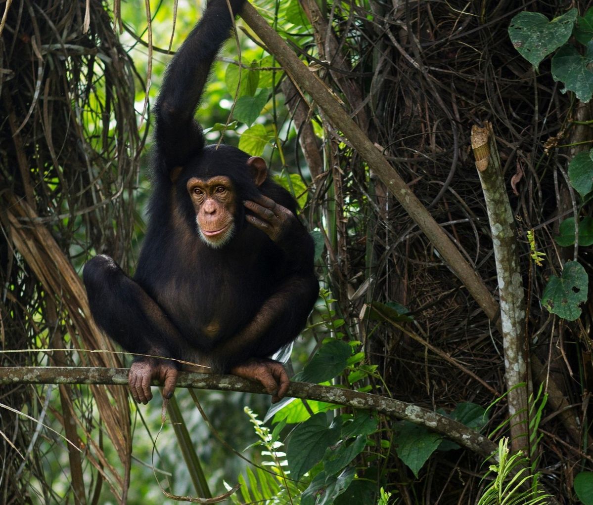 Mahale Mountains Chimps