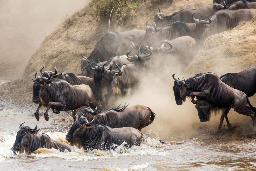 Migration Game Drive
