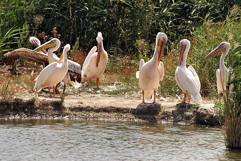 Pelicans