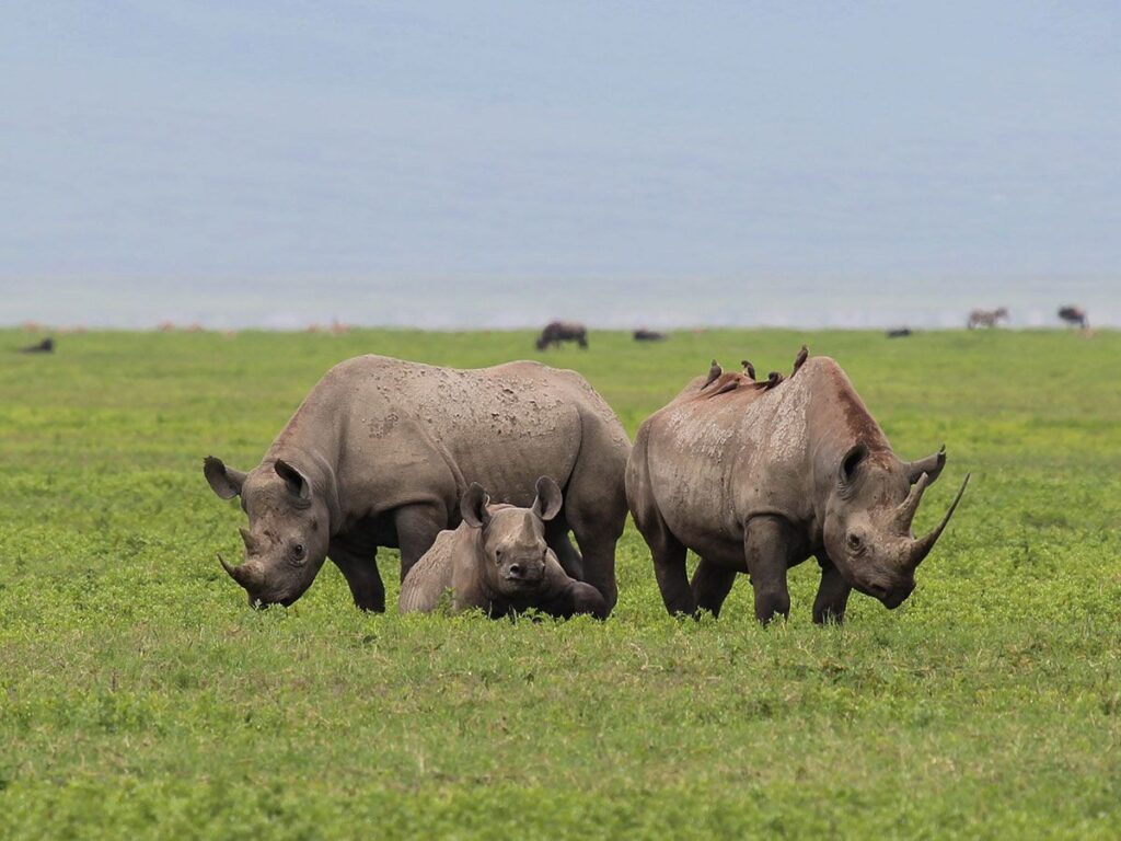 Rhinos