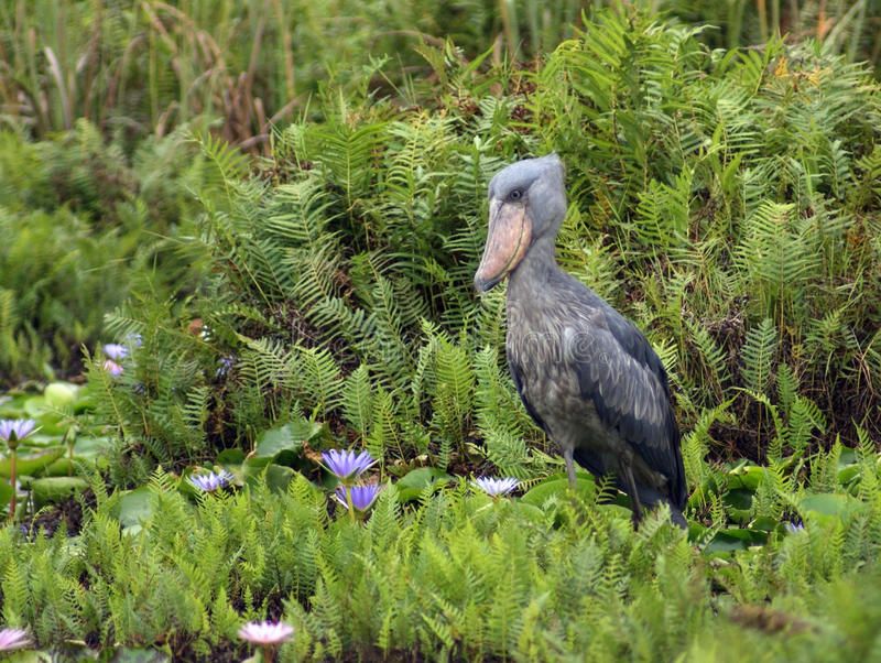 Shoebill