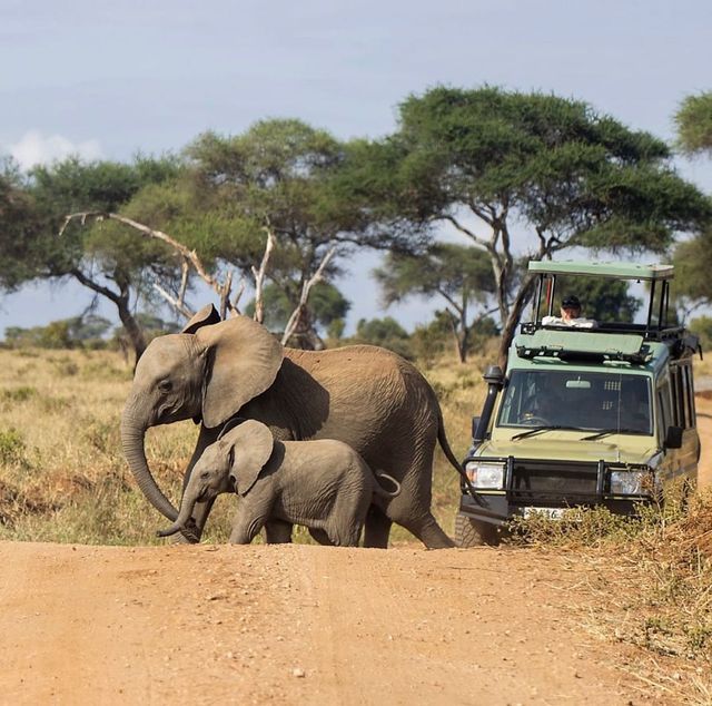 Tarangire Safaris