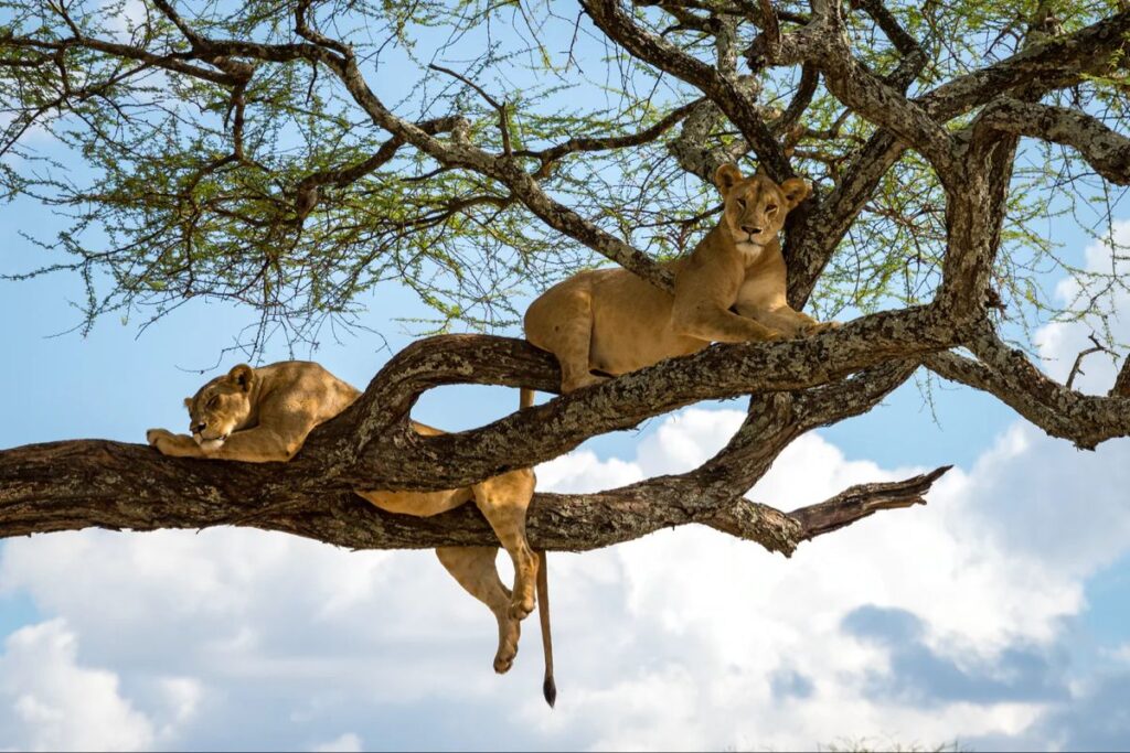 Tree Climbing Lions Lake Manyara
