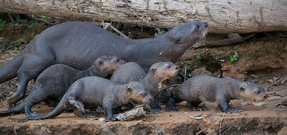 Uganda Otters