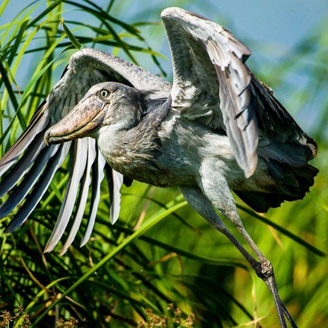 Uganda Shoebill
