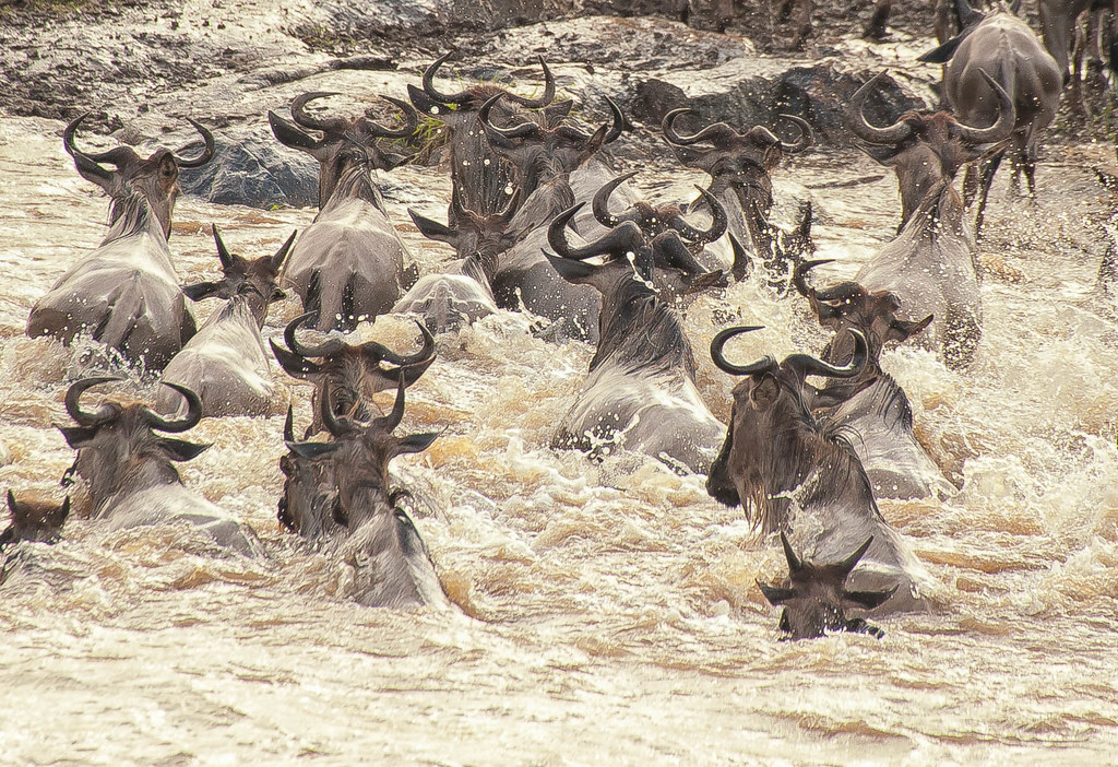 Wildebeest Crossing Grumeti River