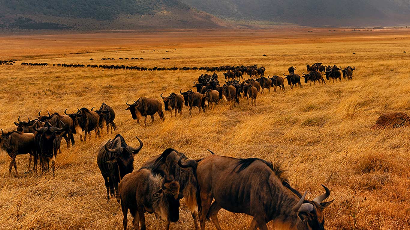 5 Days Serengeti Migration Safaris