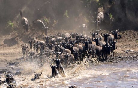 5 Days Serengeti Migration Safaris