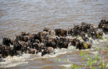 5 Days Serengeti Migration Safaris