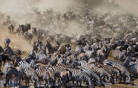 5 Days Serengeti Migration Safaris