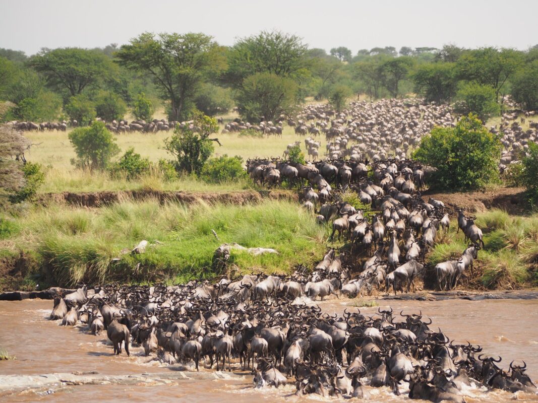 6 Days Affordable Migration Safari from June to October in Tanzania