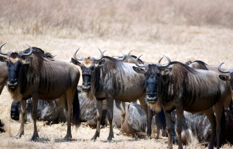 6 Days Affordable Migration Safari from June to October in Tanzania